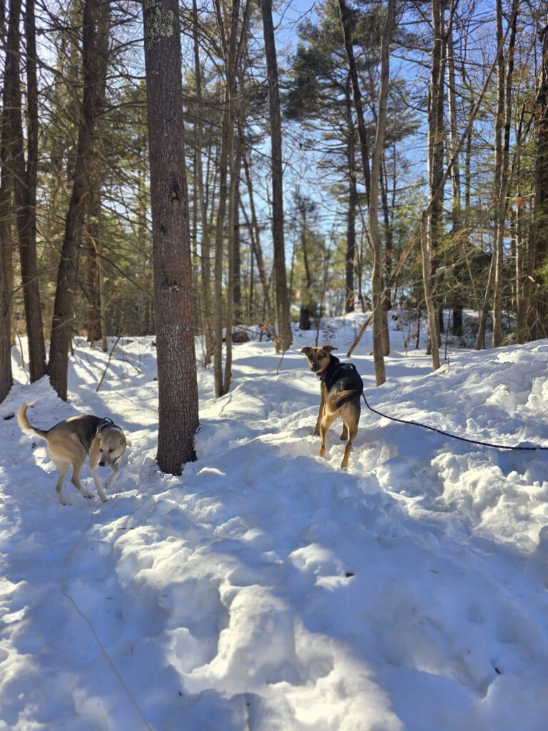 ❄️ A Flurry Of Chaos 🐾🐶