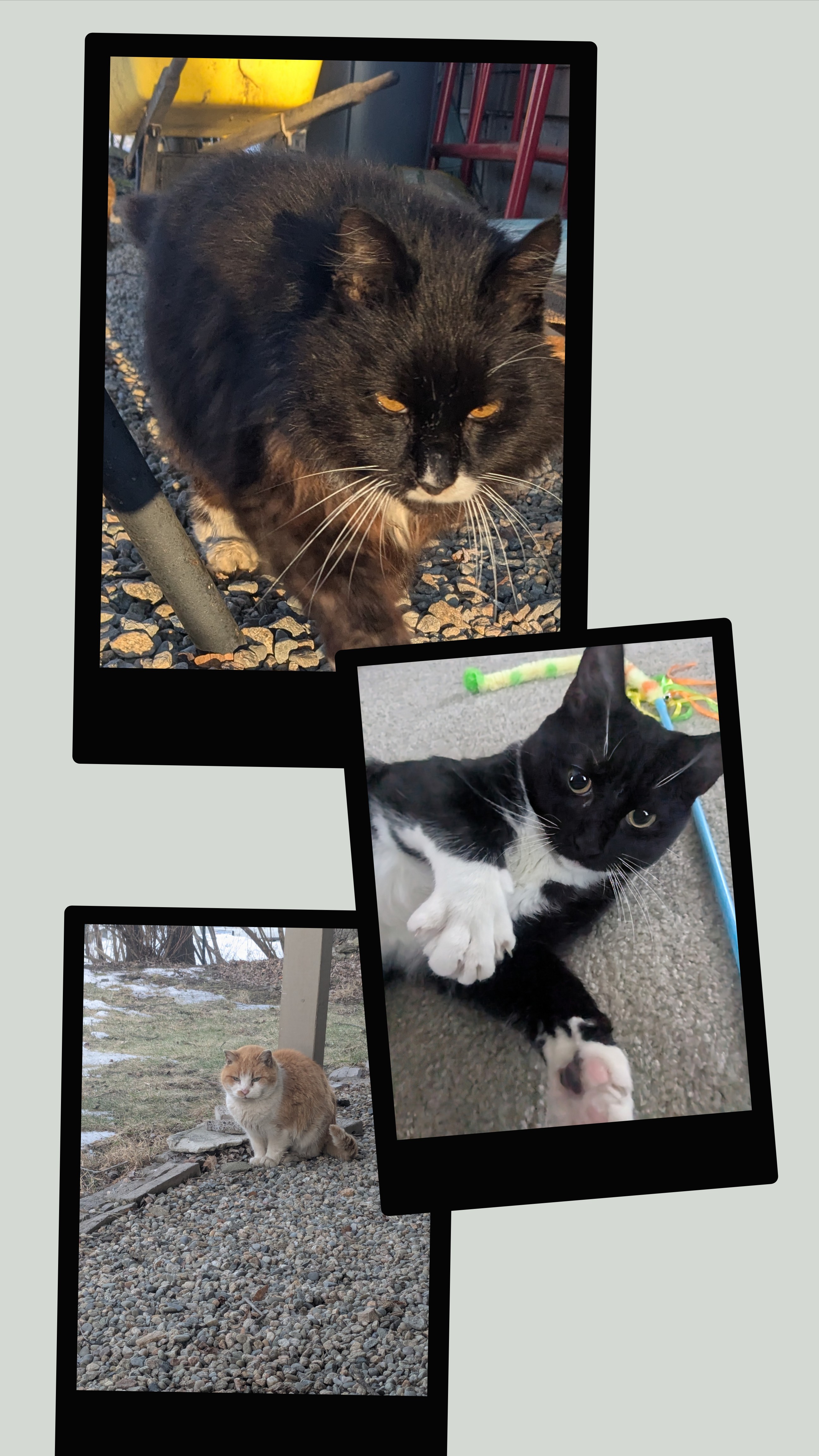 A Purr-fect Morning