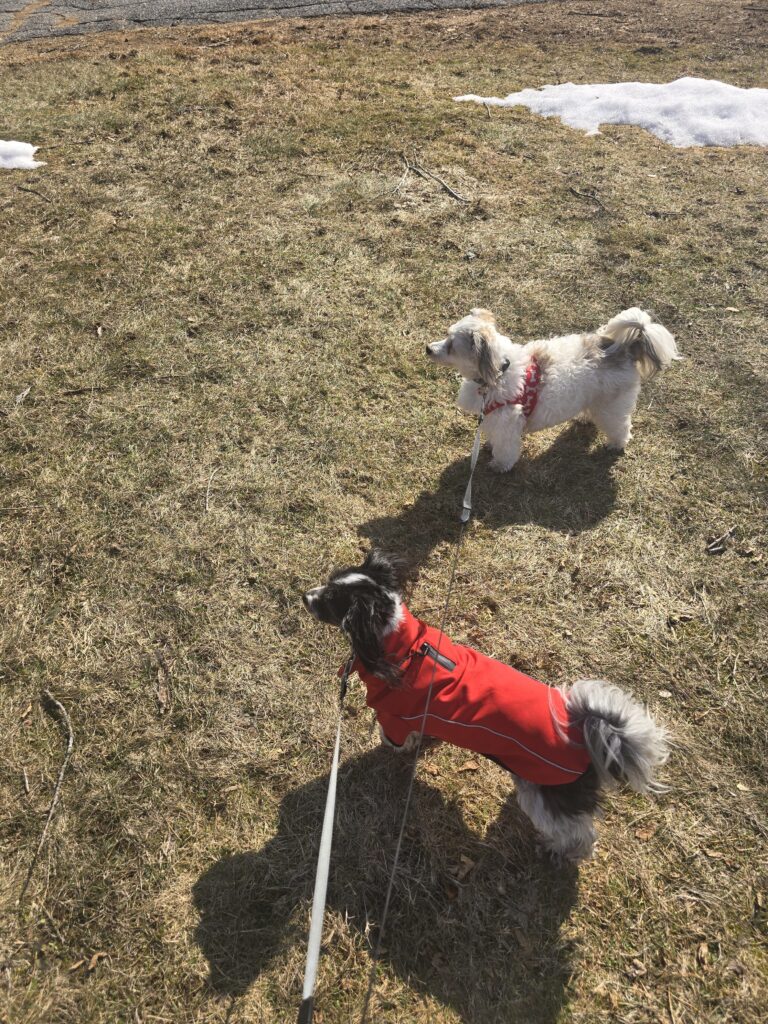 🐾👋 Howdy Neighbors! 💕