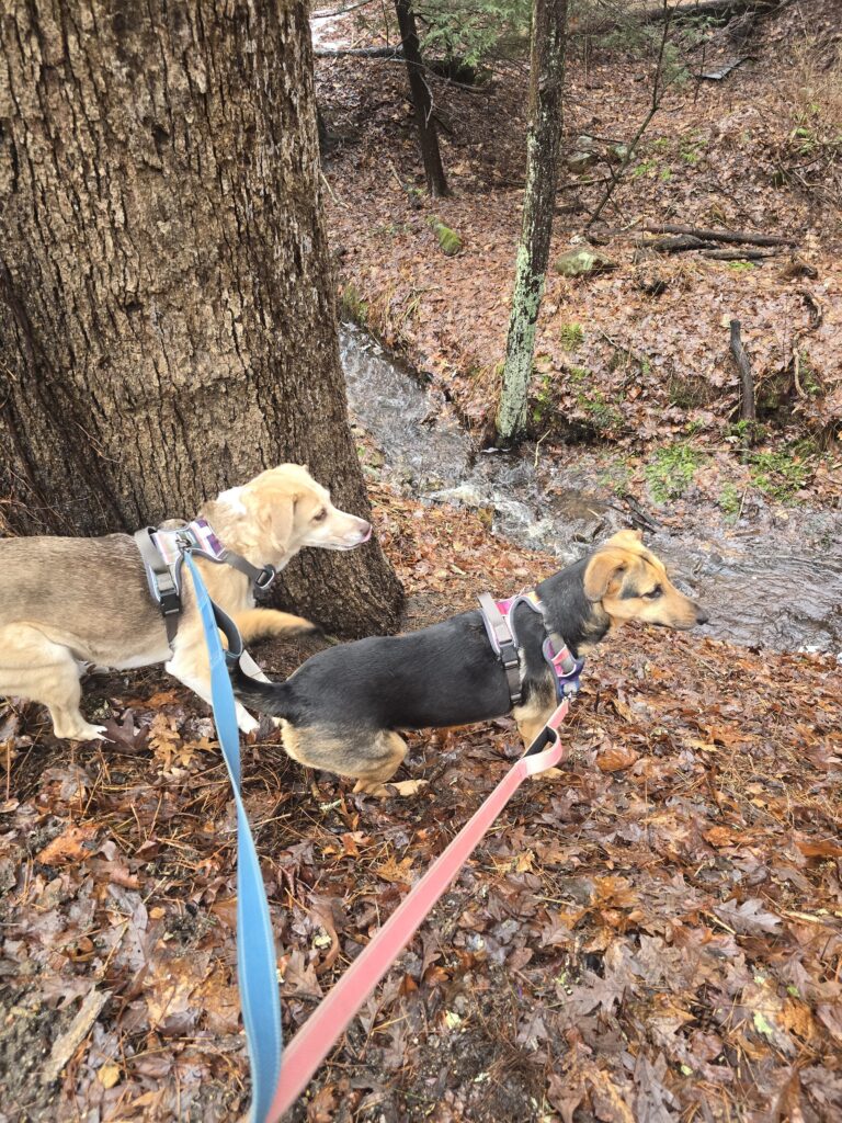Mud Patrol: On Duty 🐾