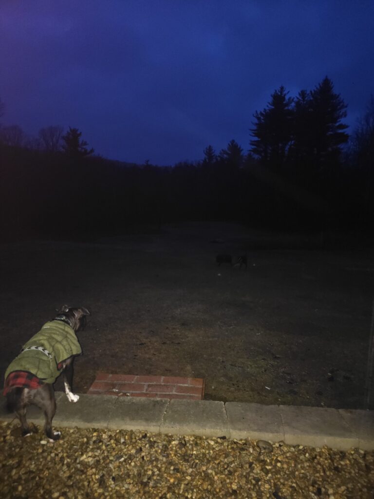 ☔️Raining Zoomies 💕🐾