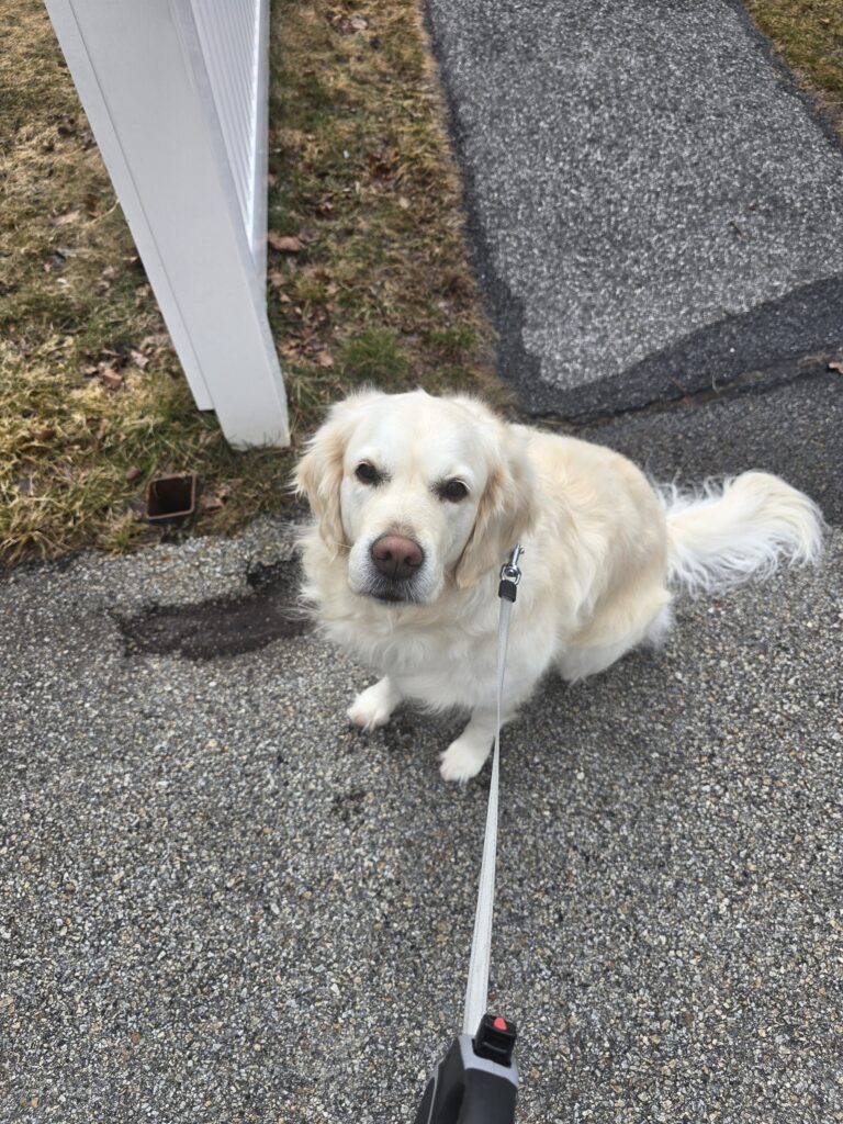 🌬️🐾 Blustery But Beautiful