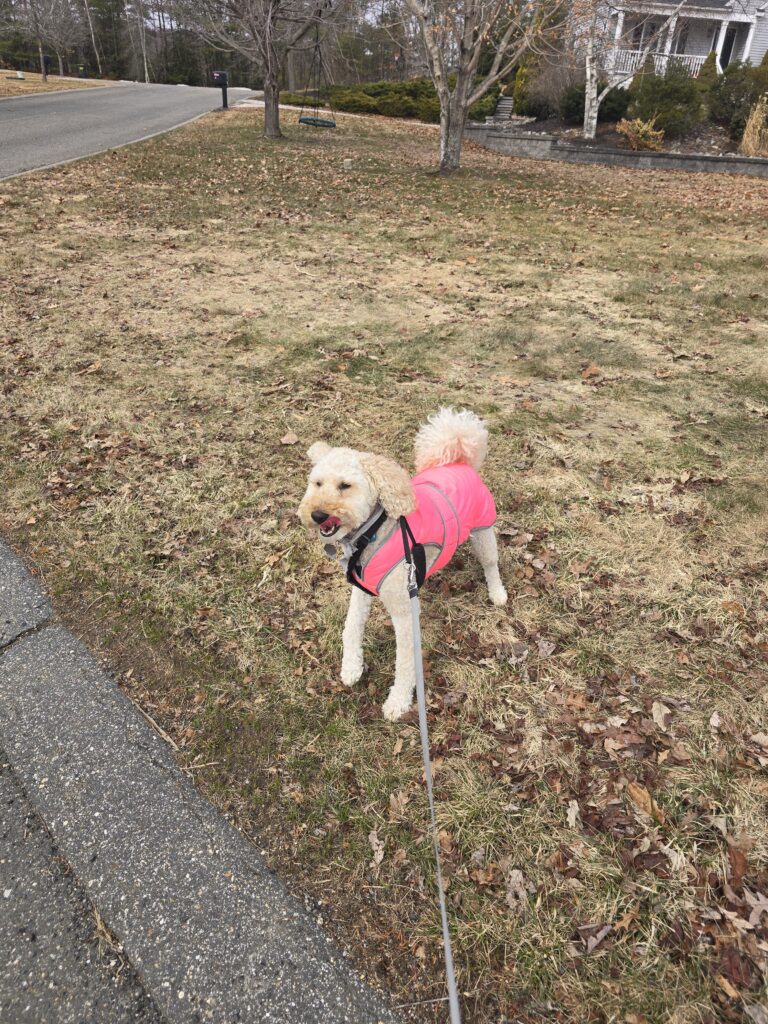 🐾Zero Chill (Literally) ☀️🥶