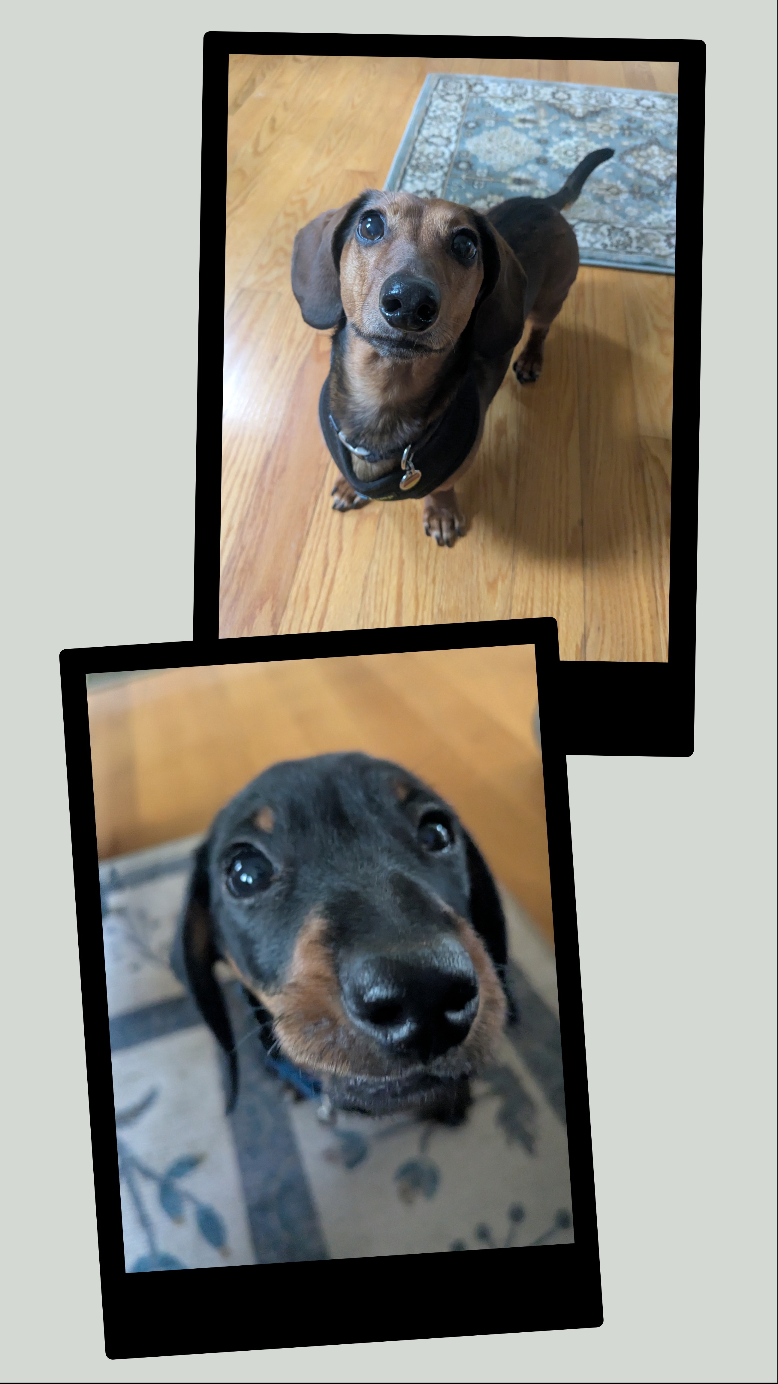 Bear & Otto Have Stolen My Heart!