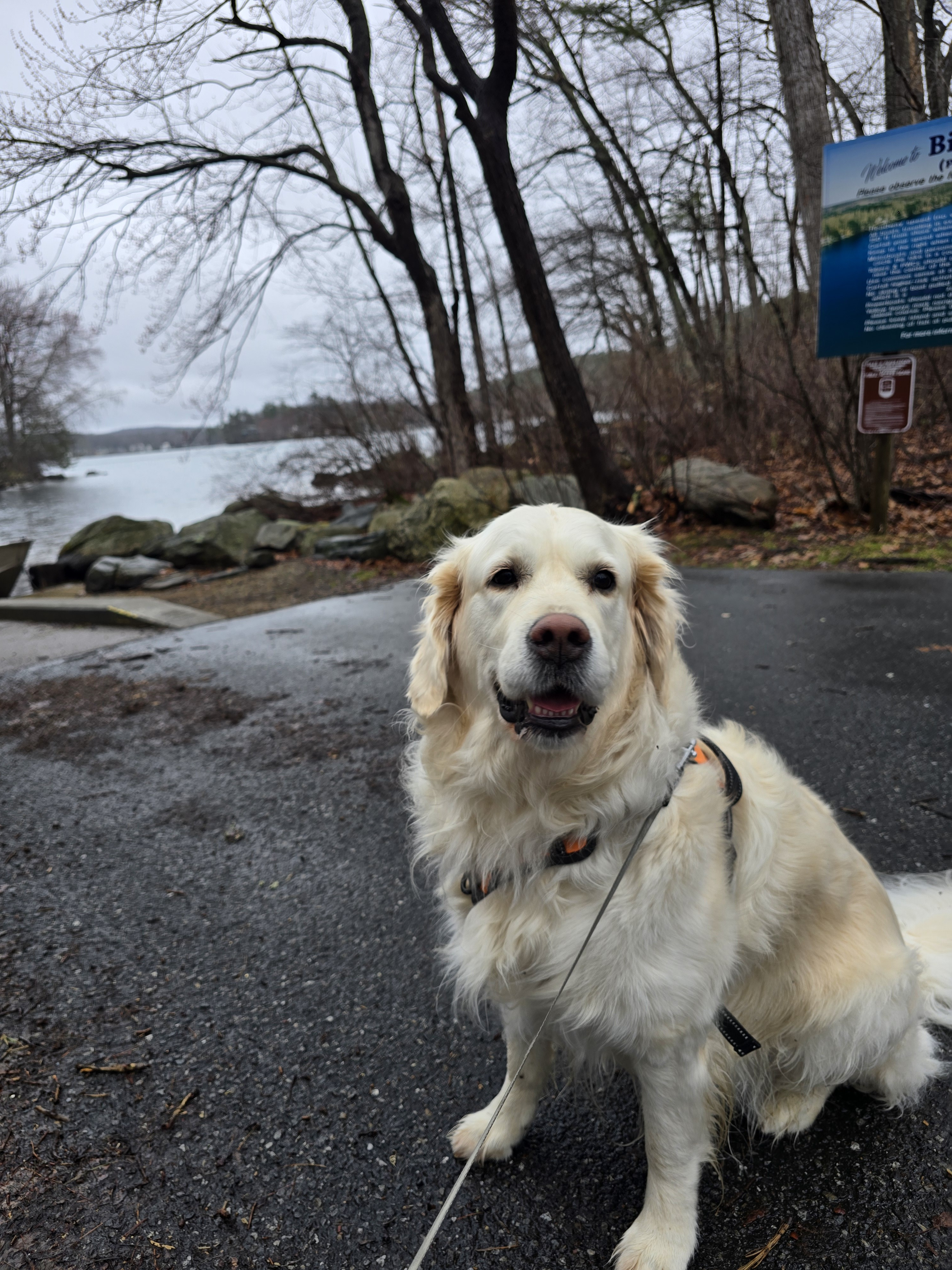 Misty Day, Golden Spirit 🌫️🐾💛