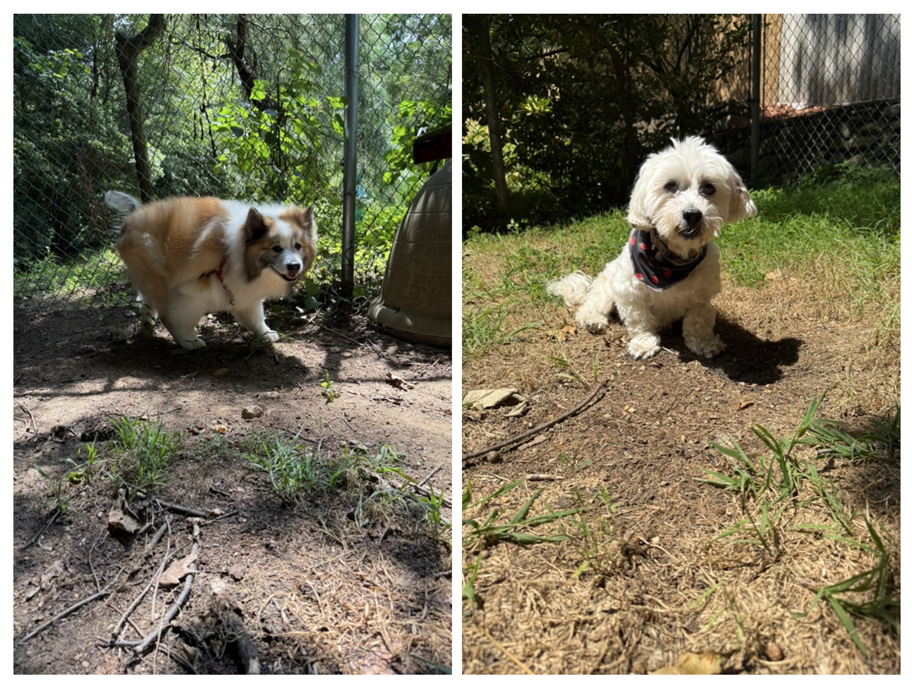 Beautiful Day For Beautiful Dogs