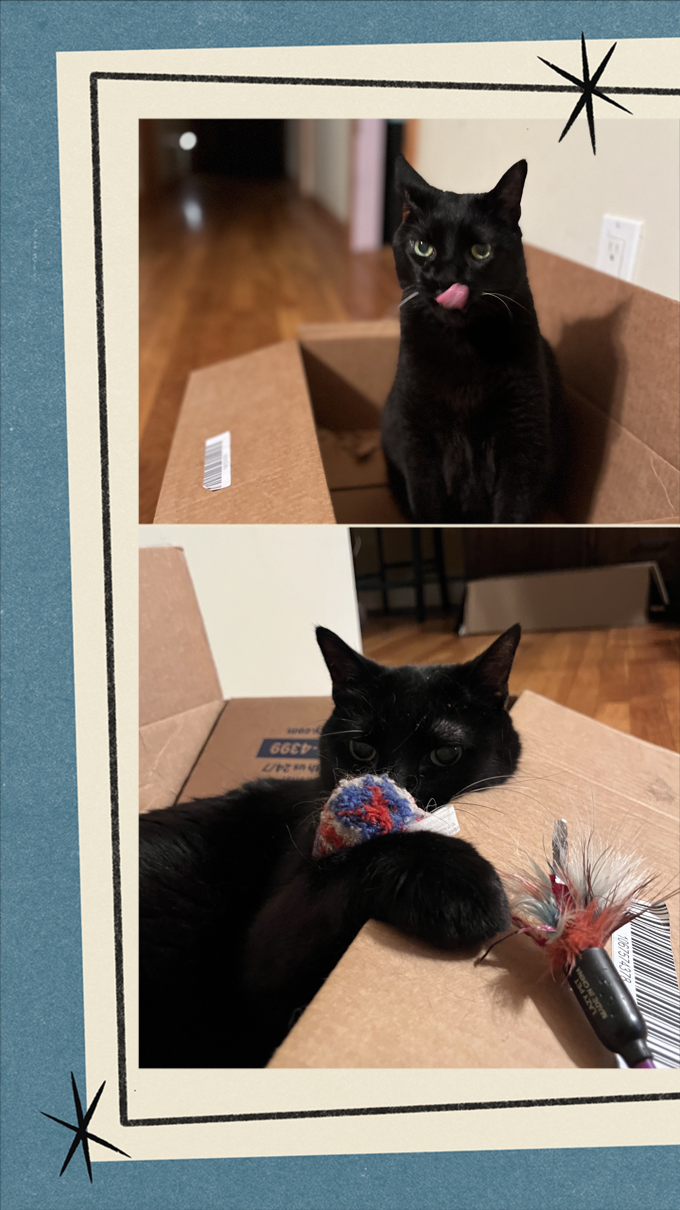 Purrfect Storm