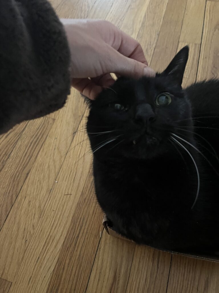 Little Fangs