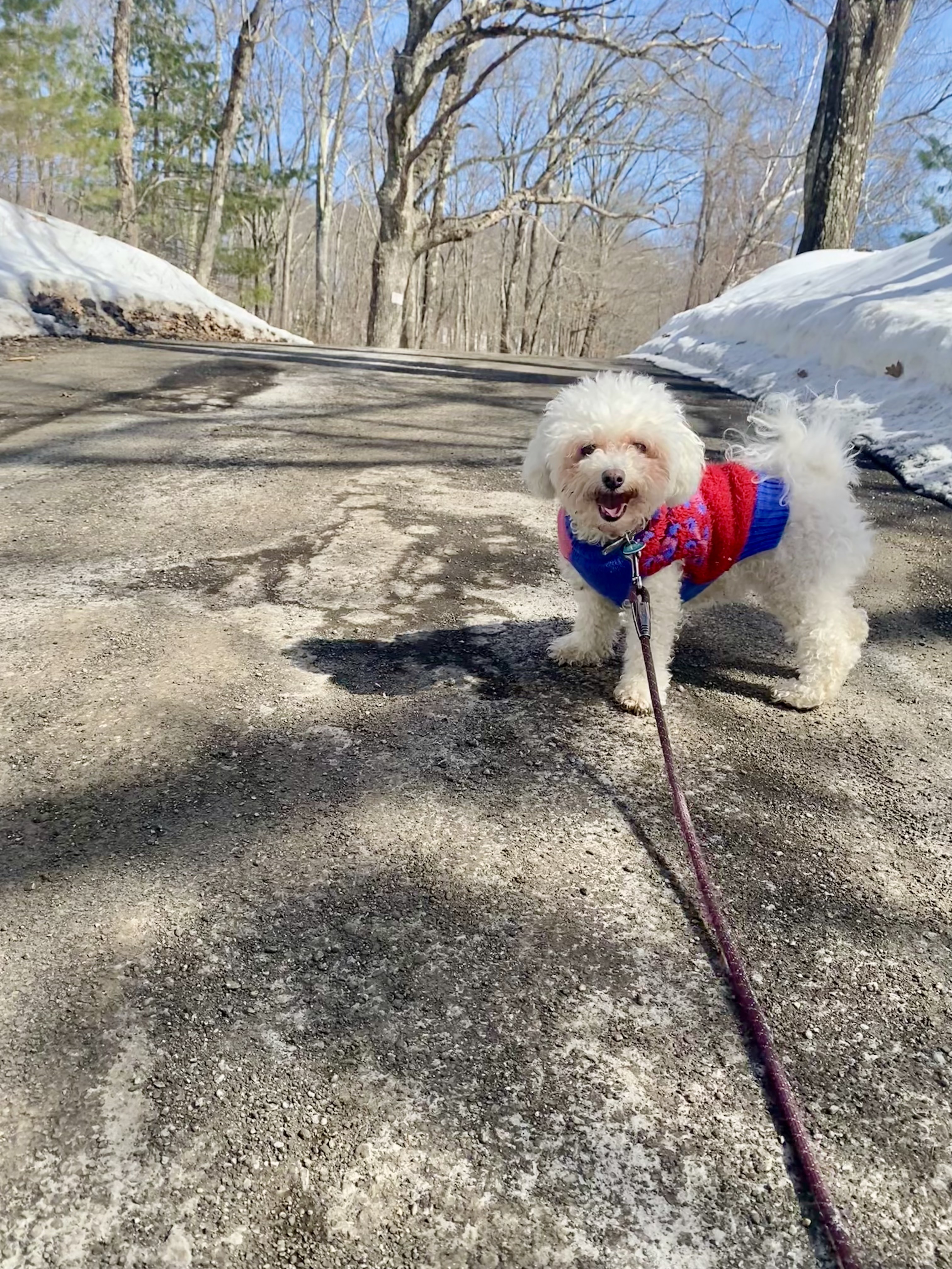 Adventures With LilyLoo 🛤️🛤️