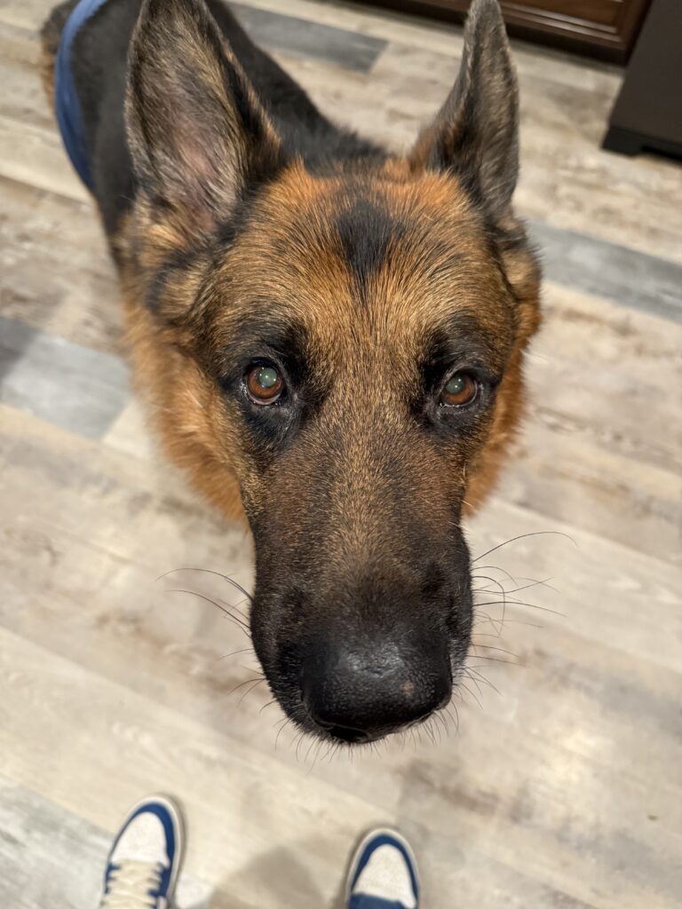 A Nice Pet-sitting Visit On A Tuesday