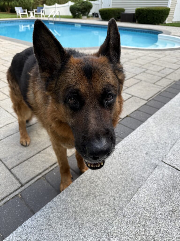 Wednesday’s Pet-sitting Visit