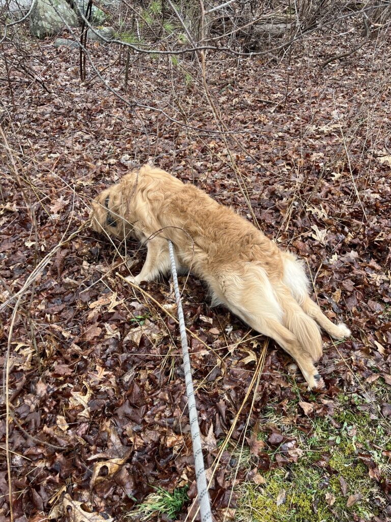 Must stay in yard