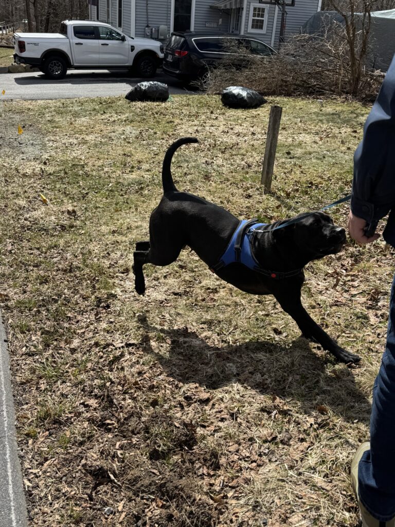 A Romp In The Sun