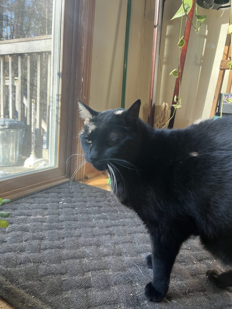 Good Meowing !