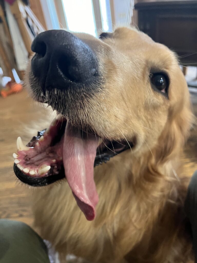 It’s all about the right toy !