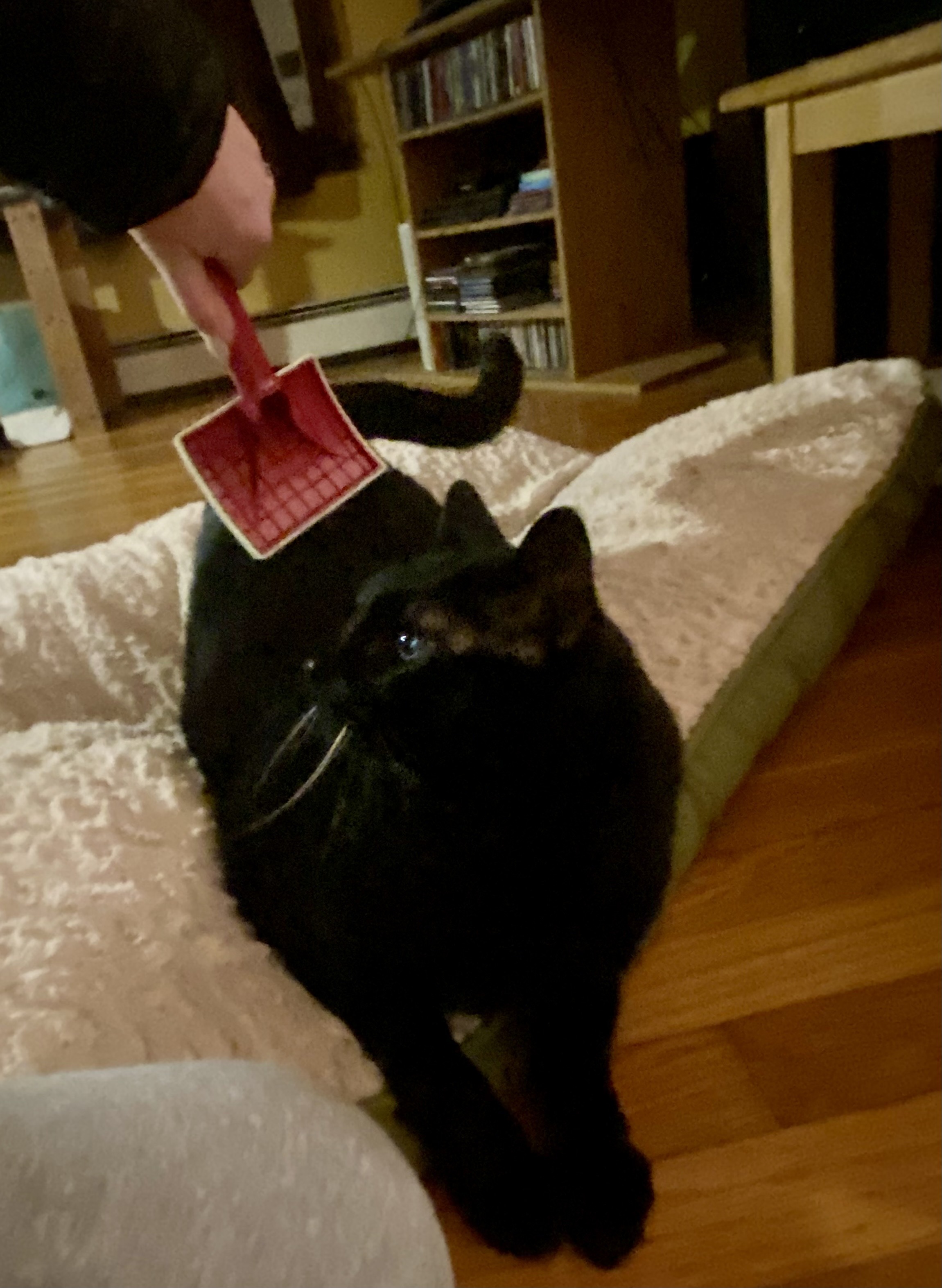 Cash Only 🐈‍⬛