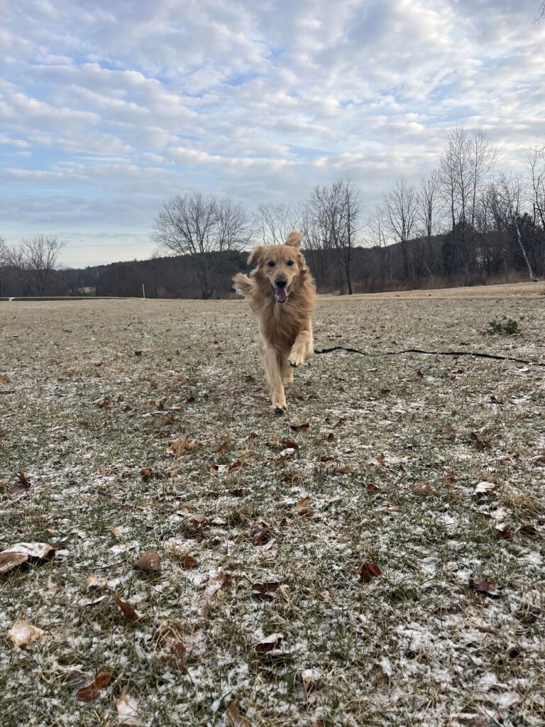 Maxwell Saves A Bunny