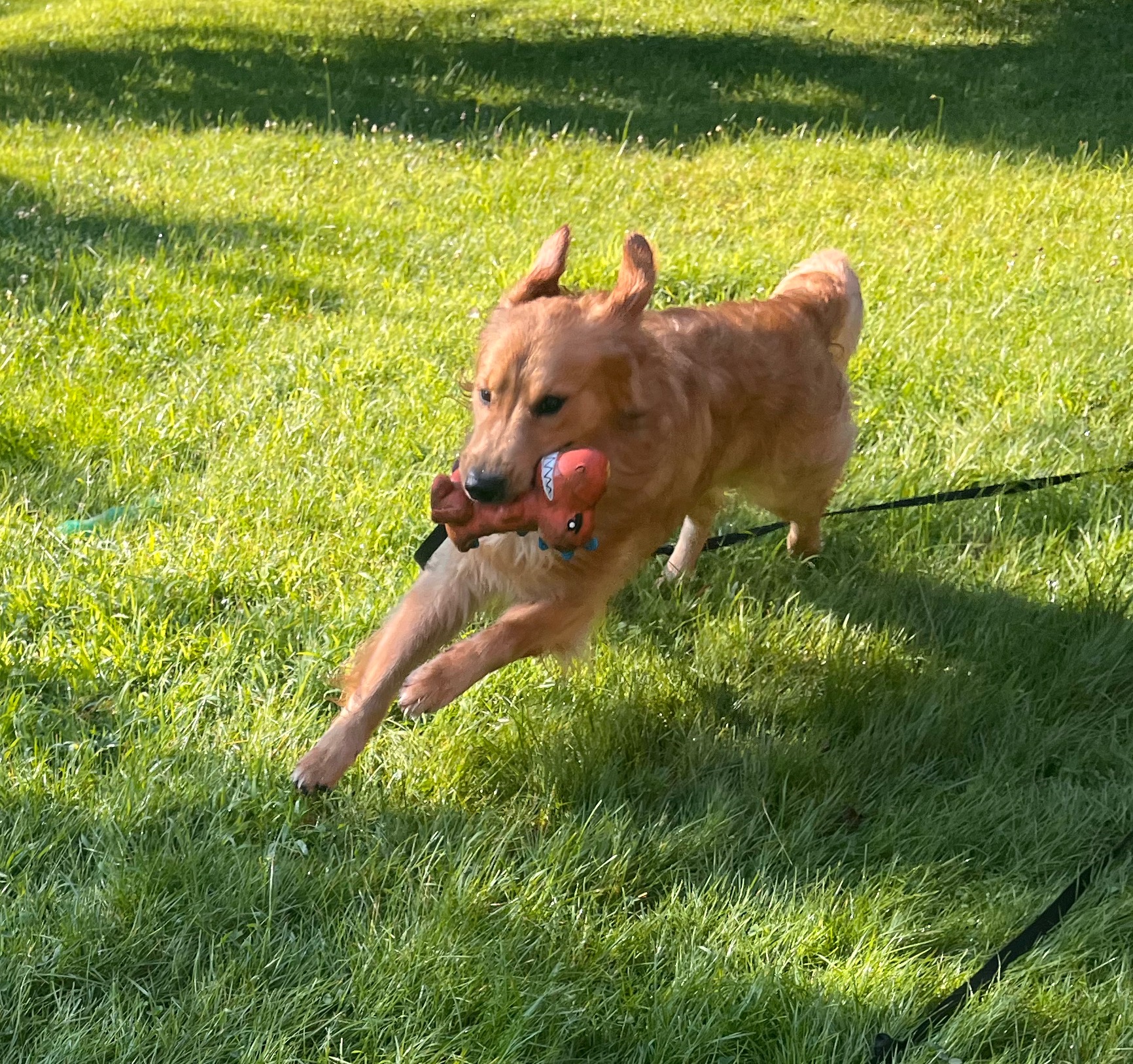 The King of Fetch