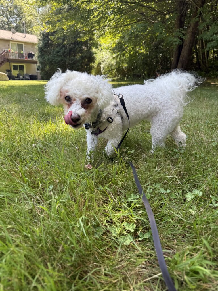 Lilyloos Adventure
