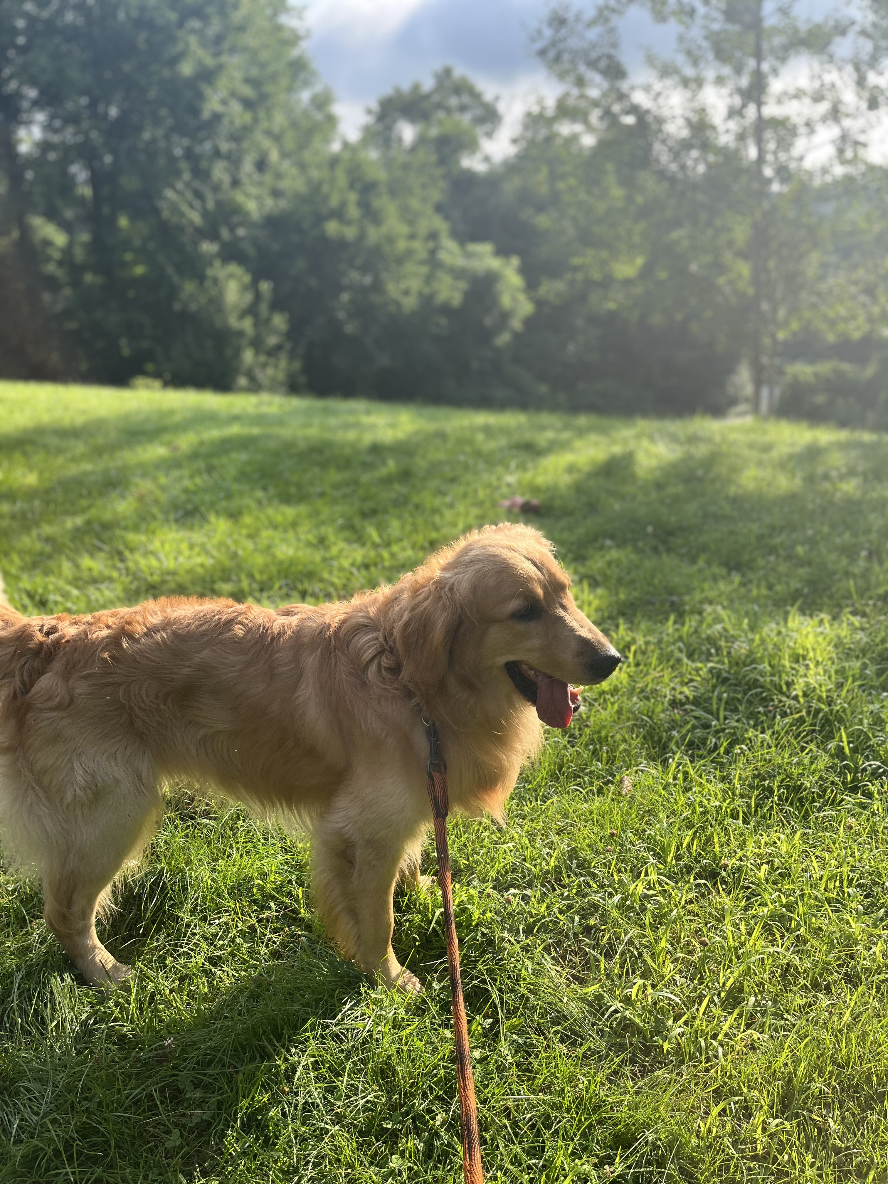 Dog Gone Good