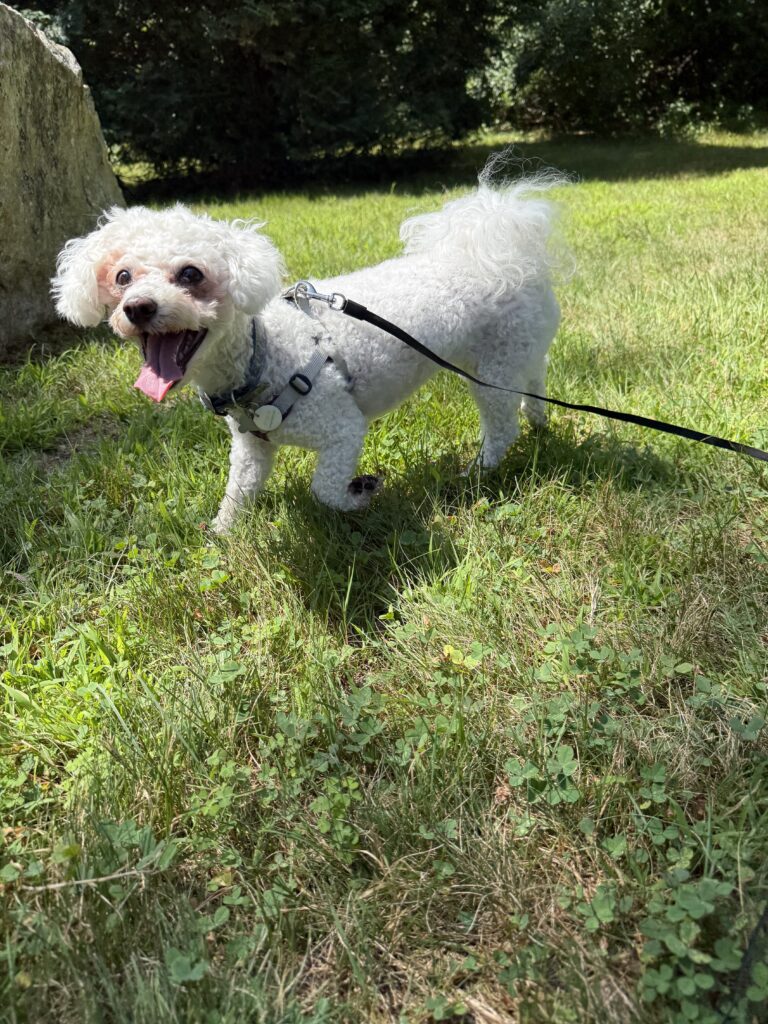 Lilyloo Backyard Adventures