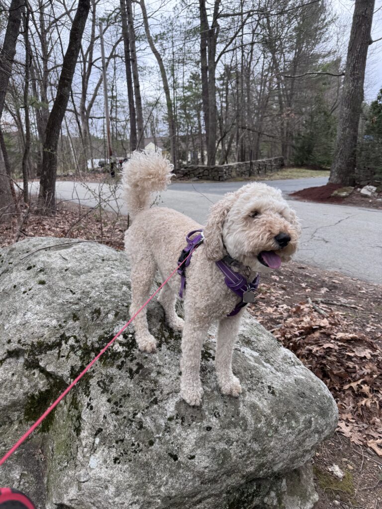 Millie On A Mission