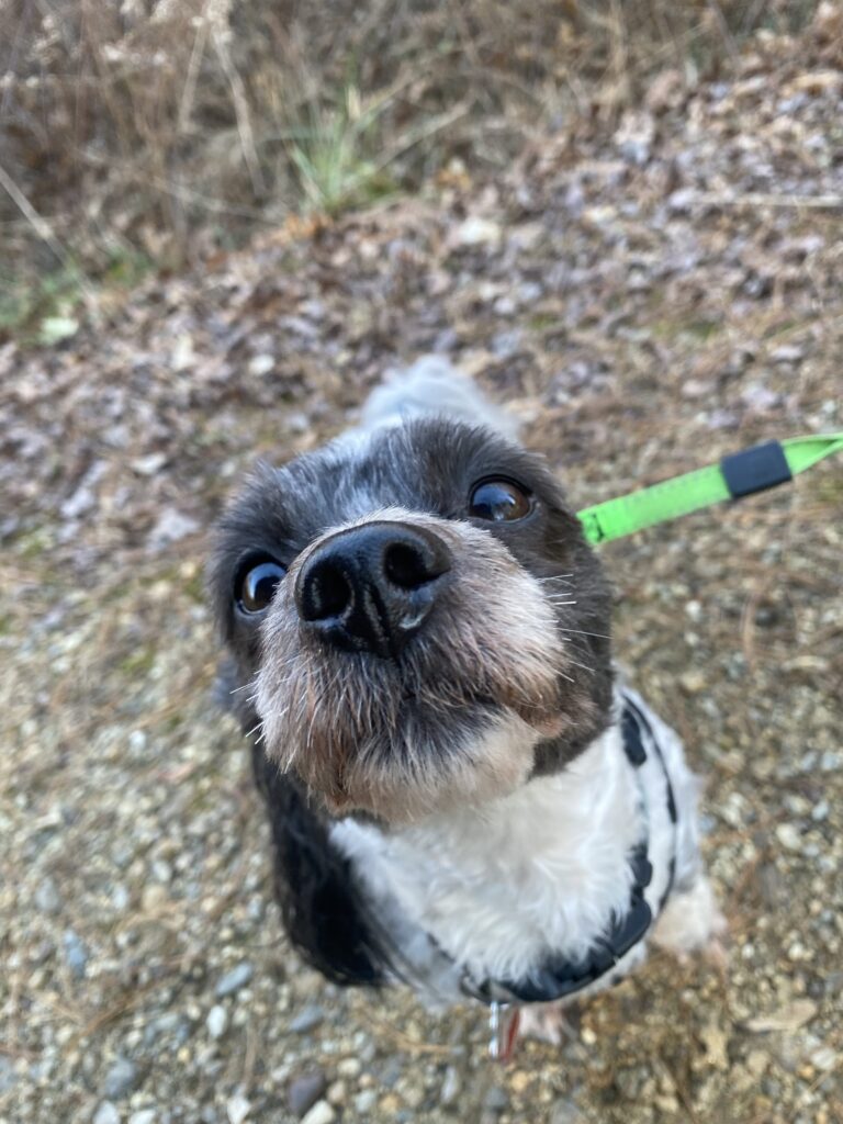 Lots Of Sniffs On Our Stroll