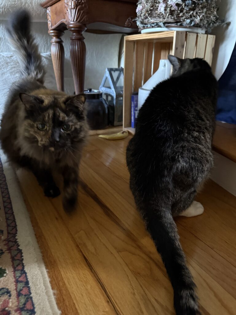Both Kitties