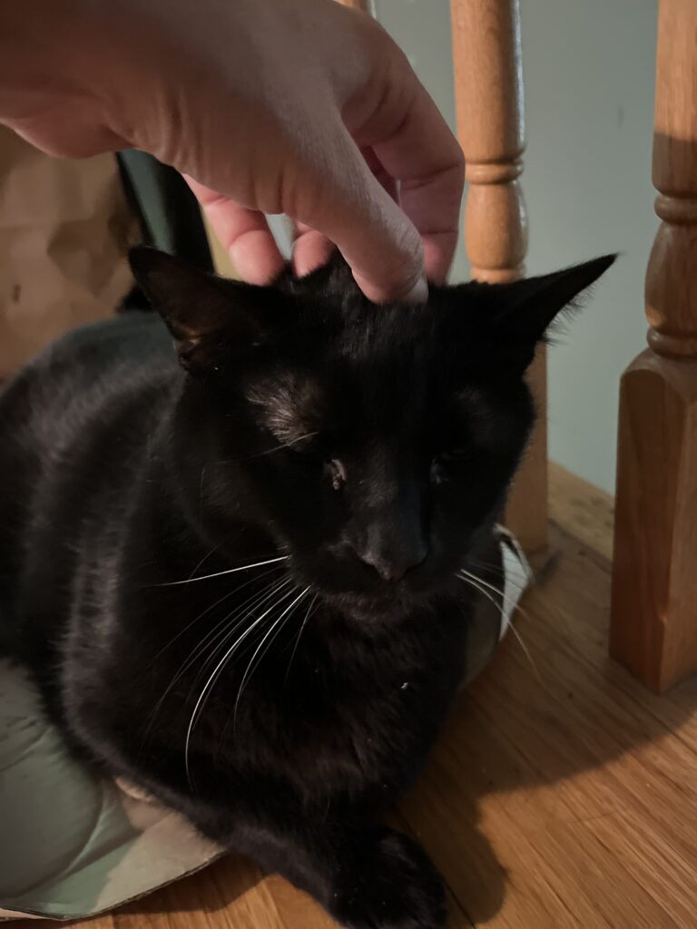 Purrfect morning