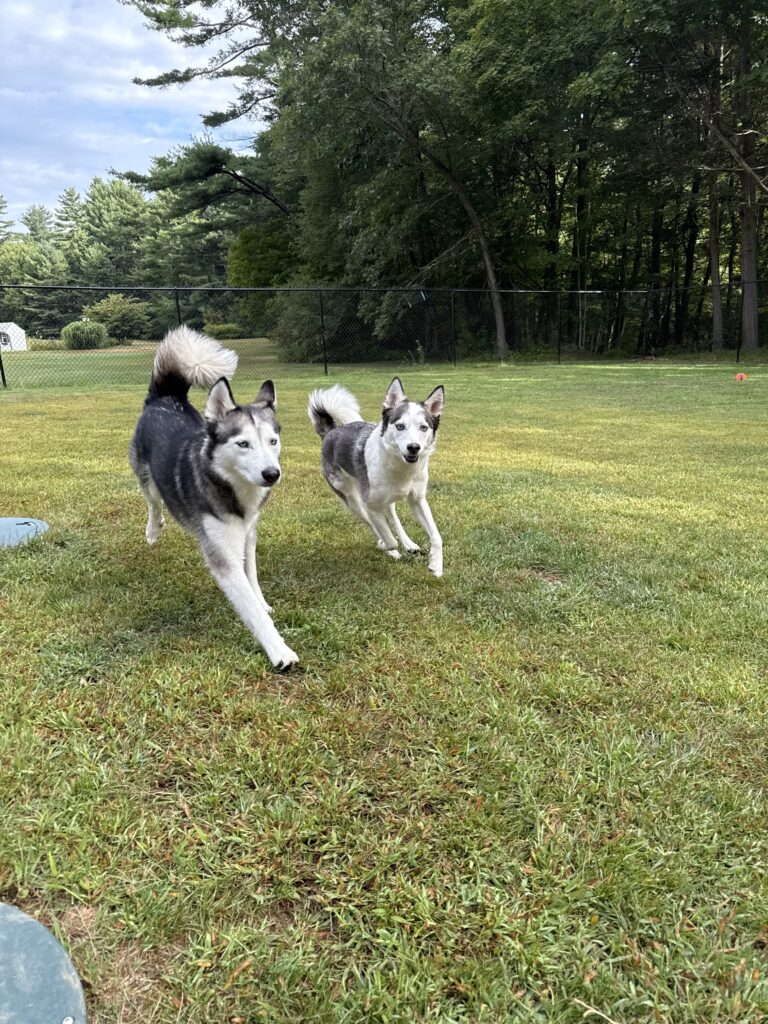Three Musketeers