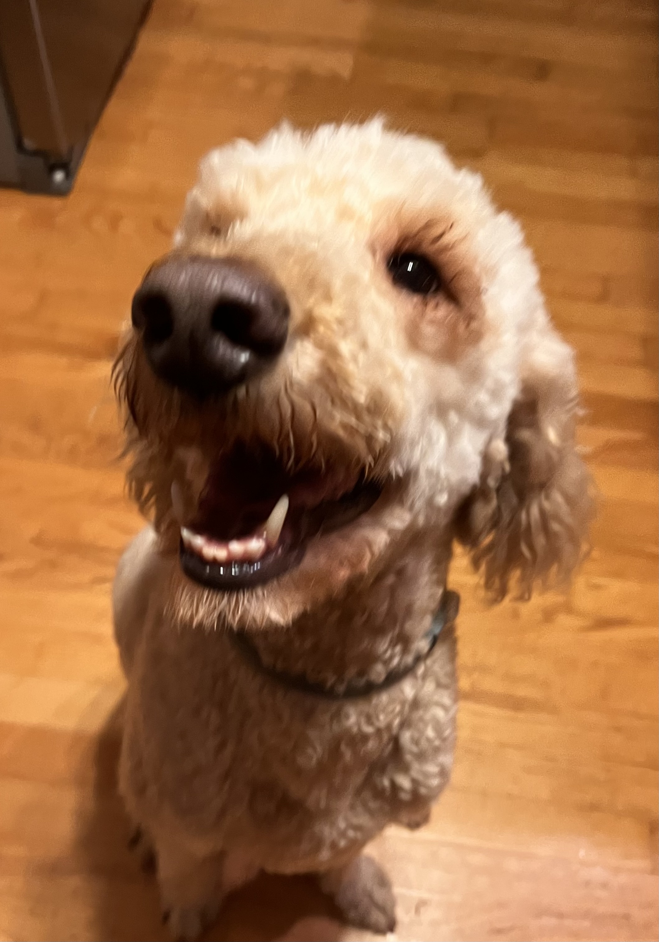 Pawtastic Time!