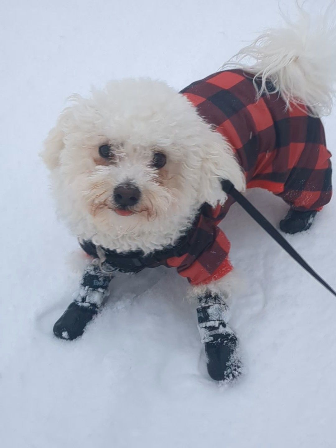 My oh Mylo loves a snow day 🥰
