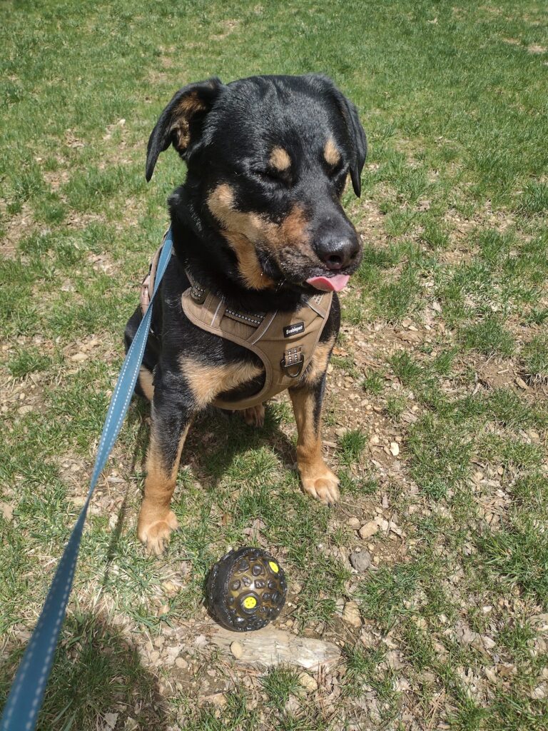 The Best Boy Buddy