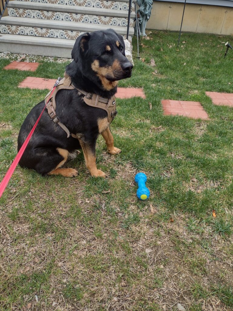 Buddy The Explorer Today!