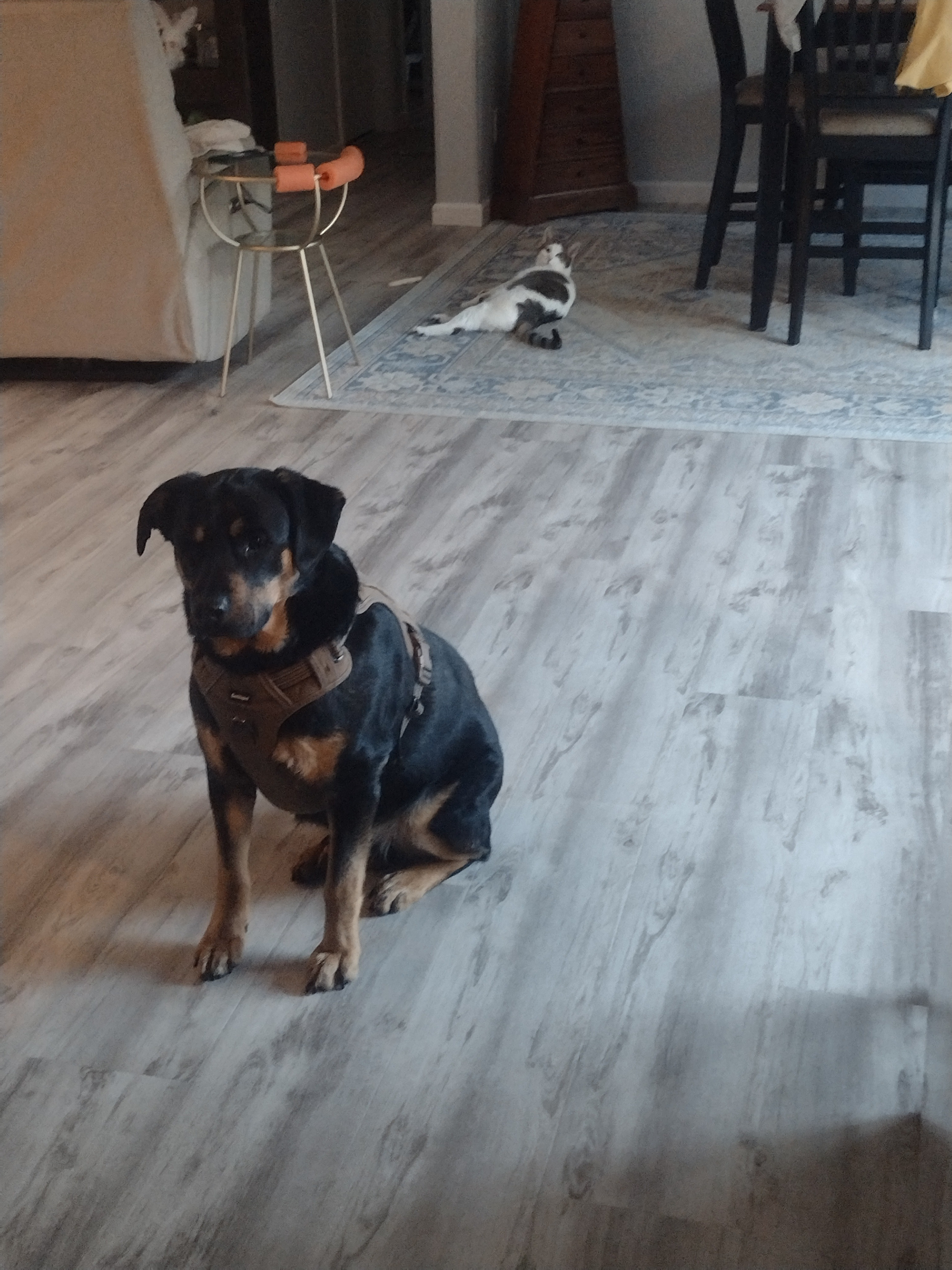Good Morning Buddy And Dexter