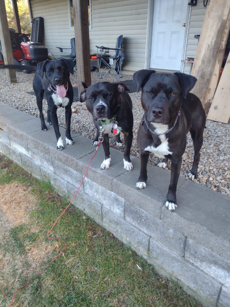 Humpty Dumpty Has Nothing On These Three!