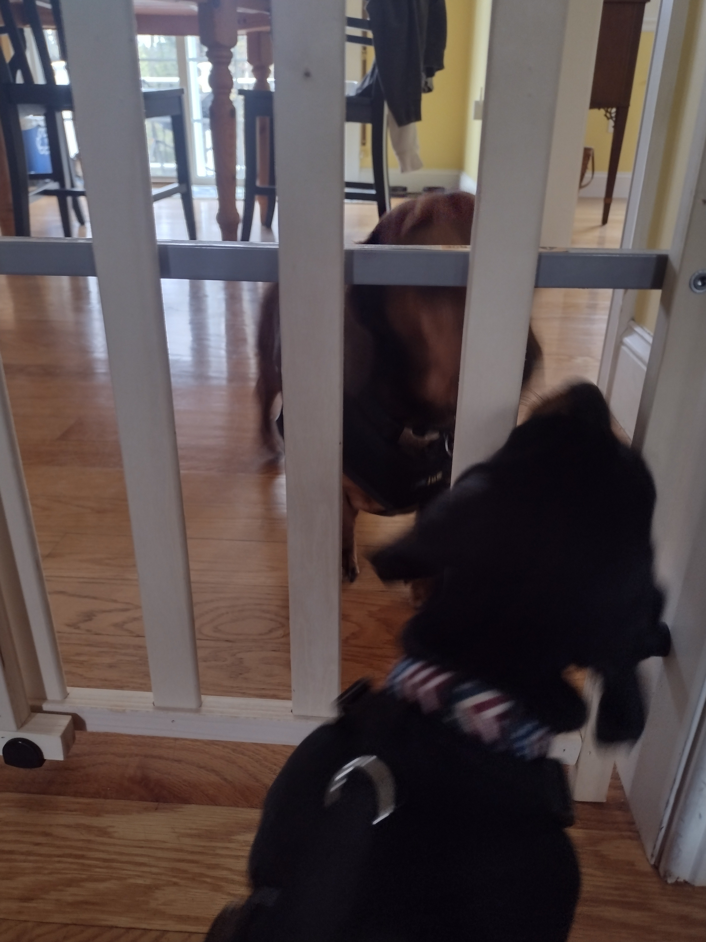 Indoor Playtime Together