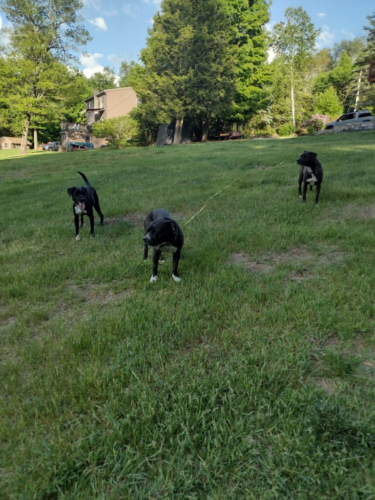 These Dogs Love Summer!
