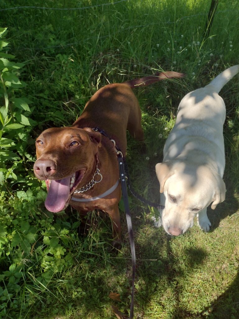 A Beautiful Day For A Beautiful Walk With These Two Beautiful Dogs!