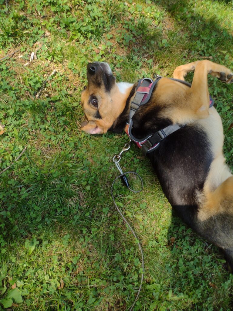 Playful Playful Polly