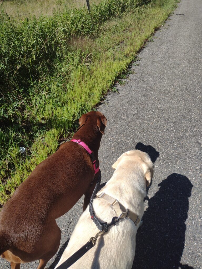 Bones And Riley On The Move