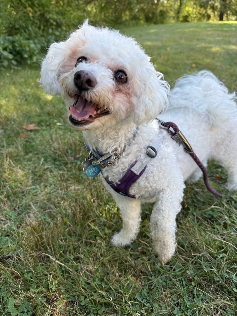 Happy Girl Lilyloo