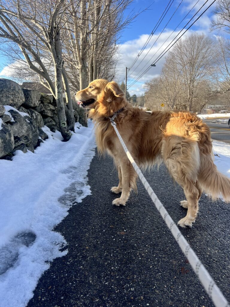 Adventures With Maxwell