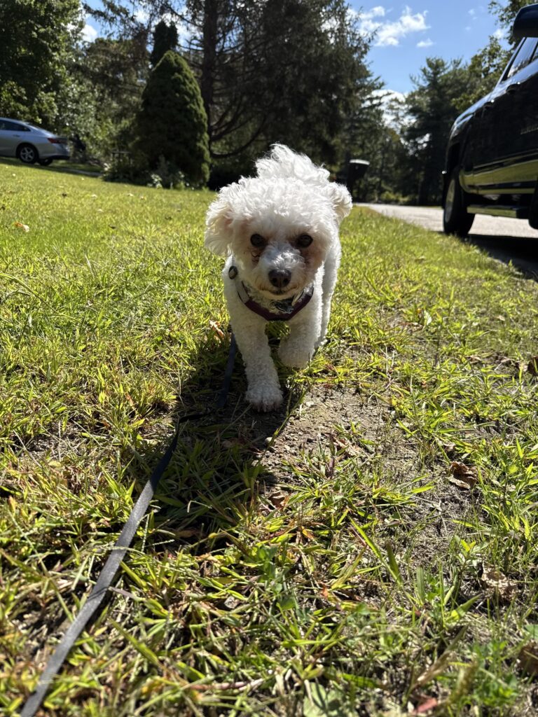 Lilyloo The Angel