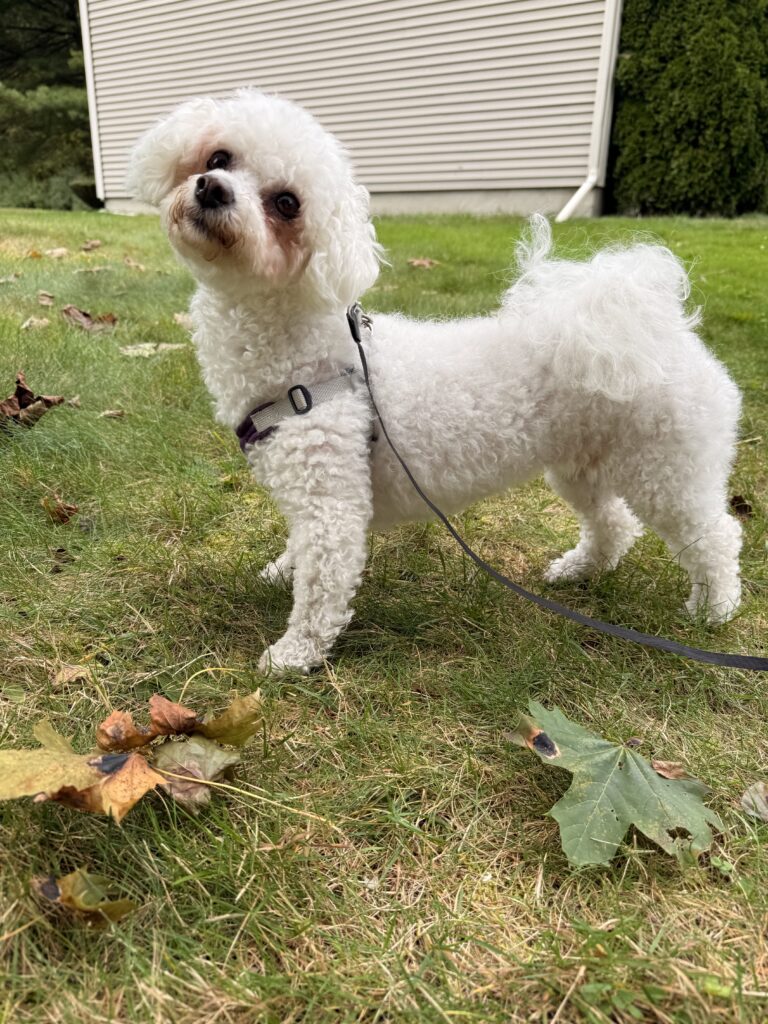 Extra White And Fluffy