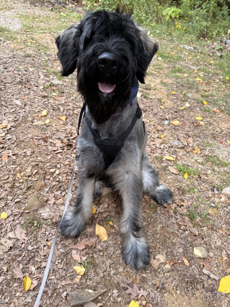Big Pup Jasper