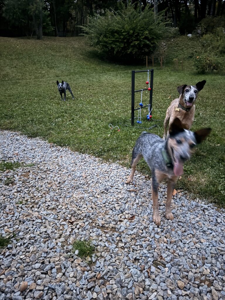 FETCH