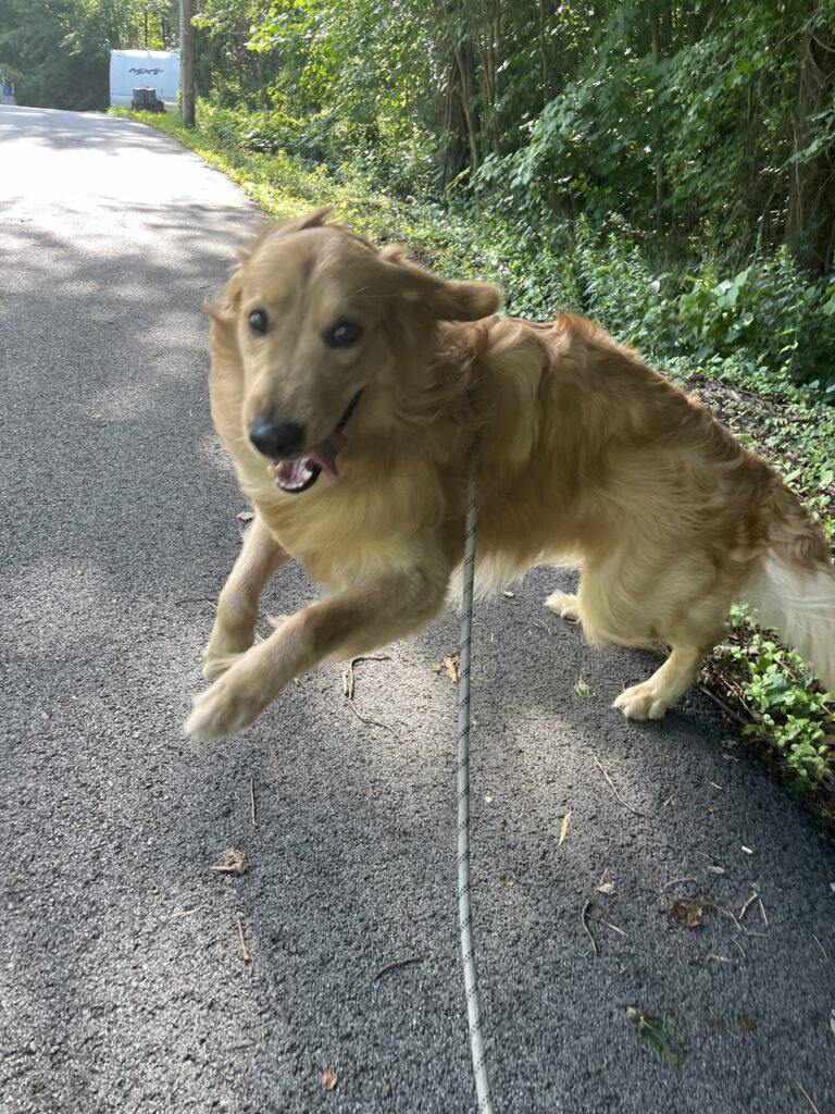 Pawfect time
