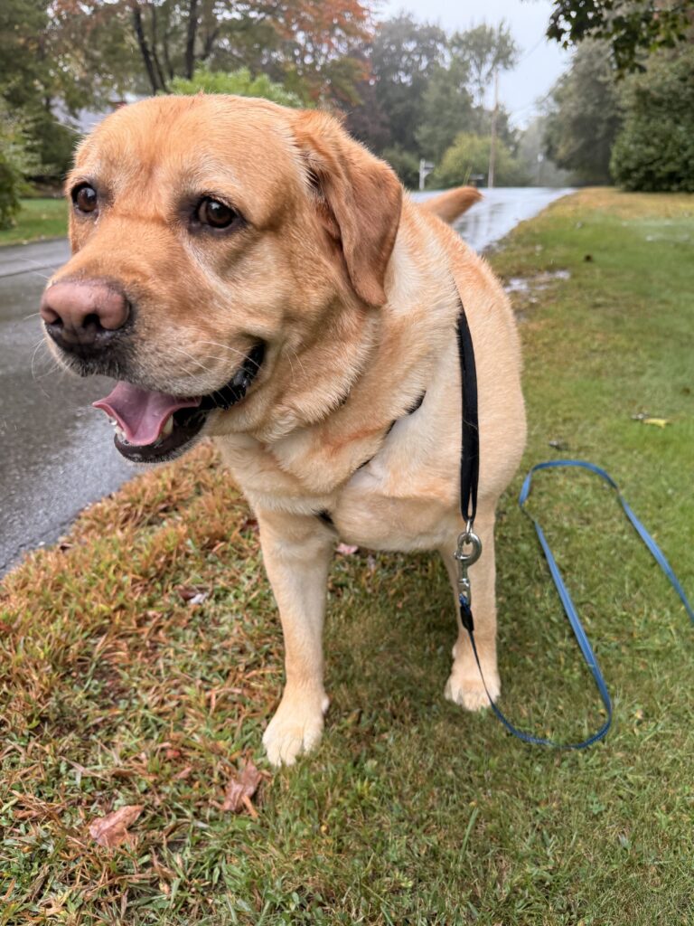 Swimming Into Fall