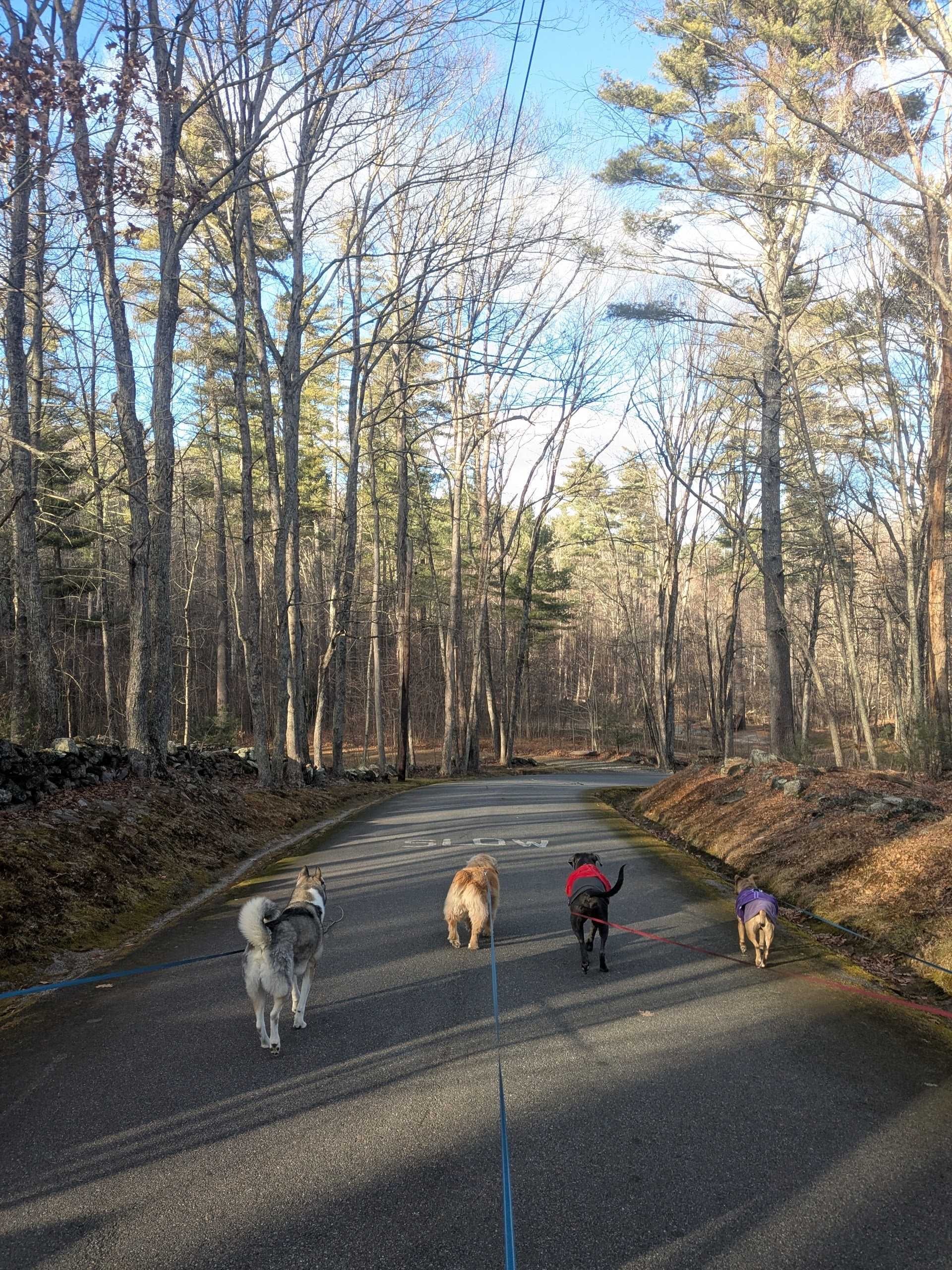 Wagging Our Way Into The Weekend 🐾